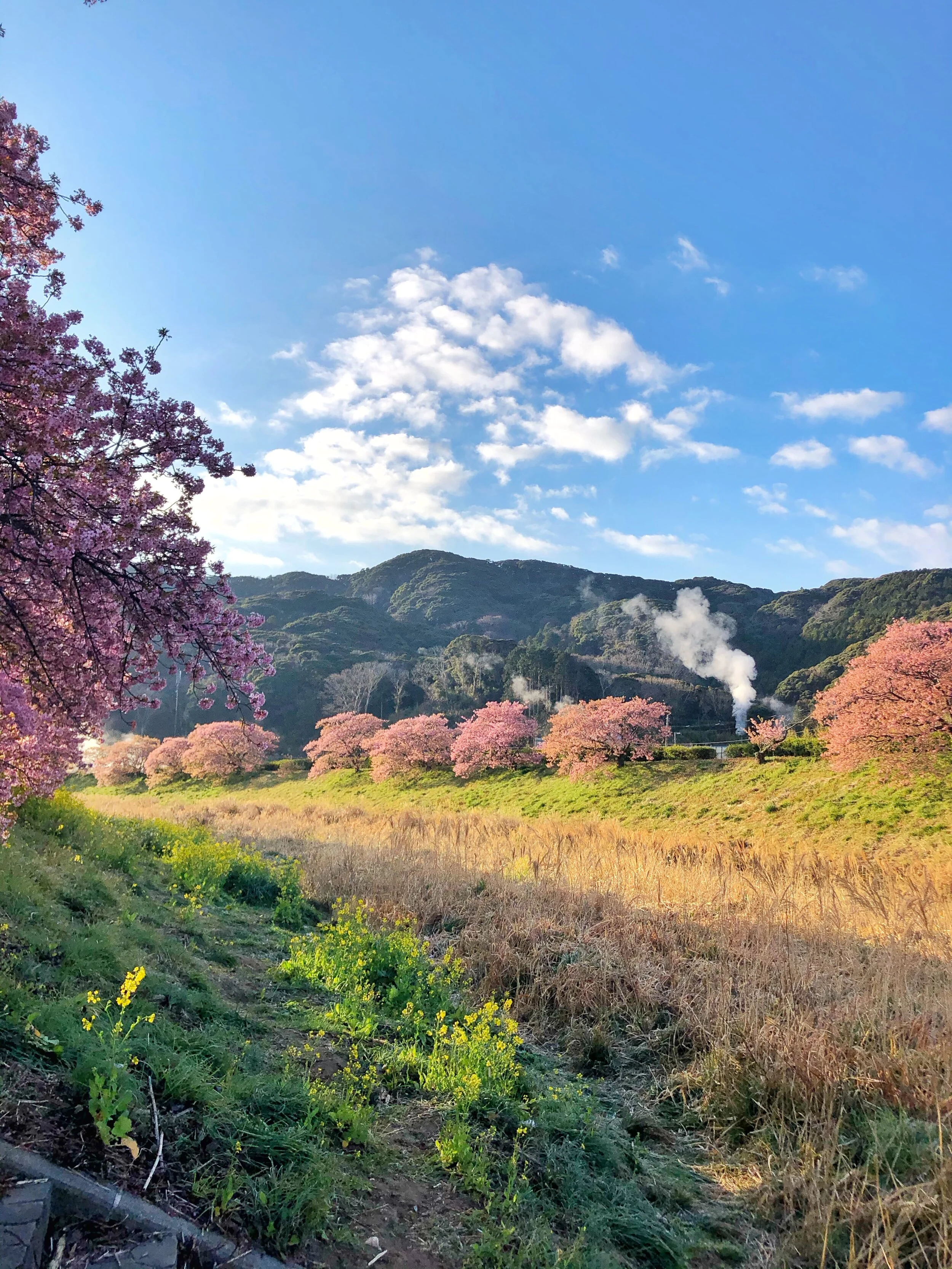 mina perhonen マトリョーシカ　Girl & Tree Cherry Minami Izu Cherry Blossoms — RYOKAN WANDERINGS